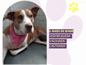 Cachorro raça SRD-ViraLata idade 2 anos nome Zara