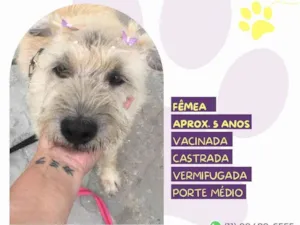 Cachorro raça SRD-ViraLata idade 5 anos nome Safira