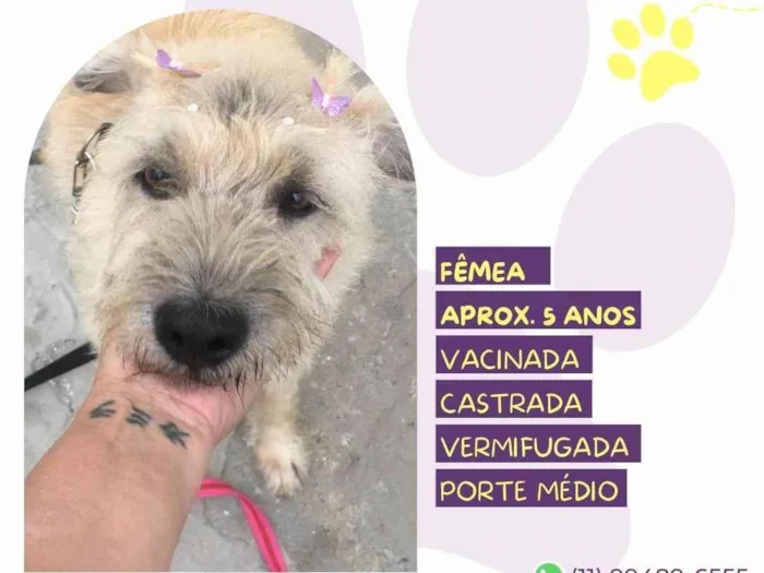 Cachorro ra a SRD-ViraLata idade 5 anos nome Safira