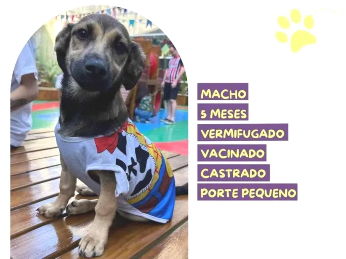 Cachorro ra a SRD-ViraLata idade 2 a 6 meses nome Pietro