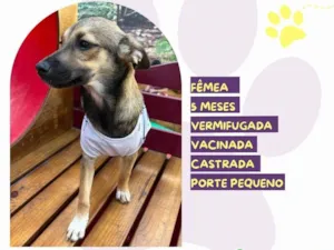 Cachorro raça SRD-ViraLata idade 2 a 6 meses nome Pietra