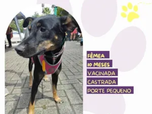 Cachorro raça SRD-ViraLata idade 7 a 11 meses nome Meg