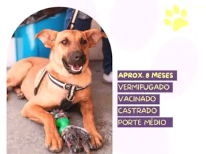 Cachorro raça SRD-ViraLata idade 7 a 11 meses nome Marlin