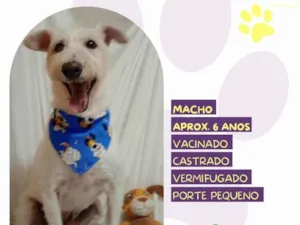 Cachorro raça SRD-ViraLata idade 6 ou mais anos nome Luck