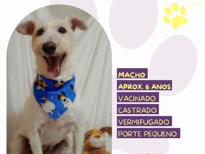 Cachorro ra a SRD-ViraLata idade 6 ou mais anos nome Luck