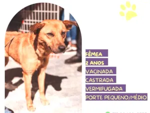 Cachorro raça SRD-ViraLata idade 2 anos nome Luana