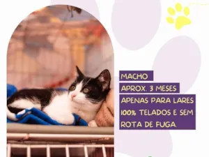 Gato raça SRD-ViraLata idade 2 a 6 meses nome Lobinho