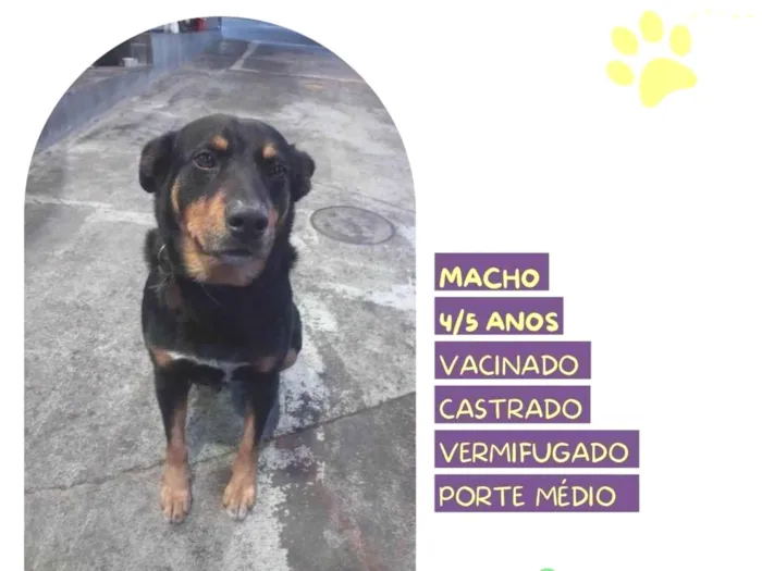 Cachorro ra a SRD-ViraLata idade 5 anos nome Grandao