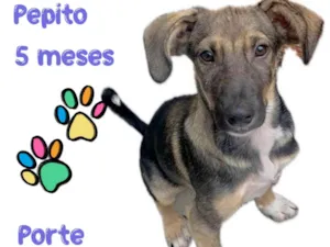 Cachorro raça SRD-ViraLata idade 2 a 6 meses nome Pepito