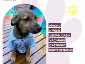 Cachorro raça SRD-ViraLata idade 2 a 6 meses nome Abu