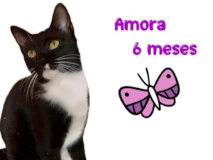 Gato raça SRD-ViraLata idade 2 a 6 meses nome Amora