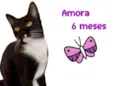Amora