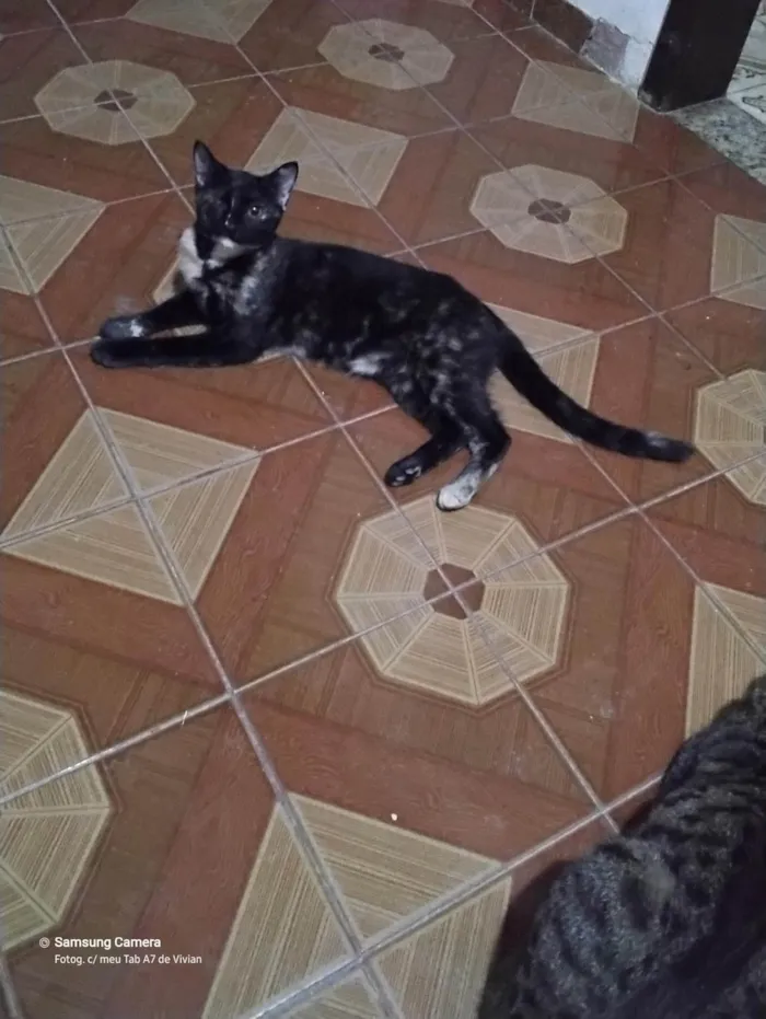 Gato ra a SRD-ViraLata idade 2 a 6 meses nome Pituca