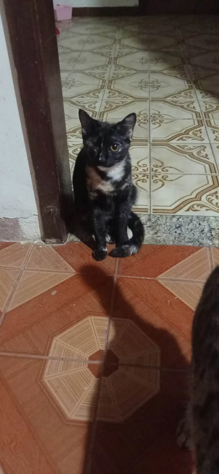 Gato ra a SRD-ViraLata idade 2 a 6 meses nome Pituca