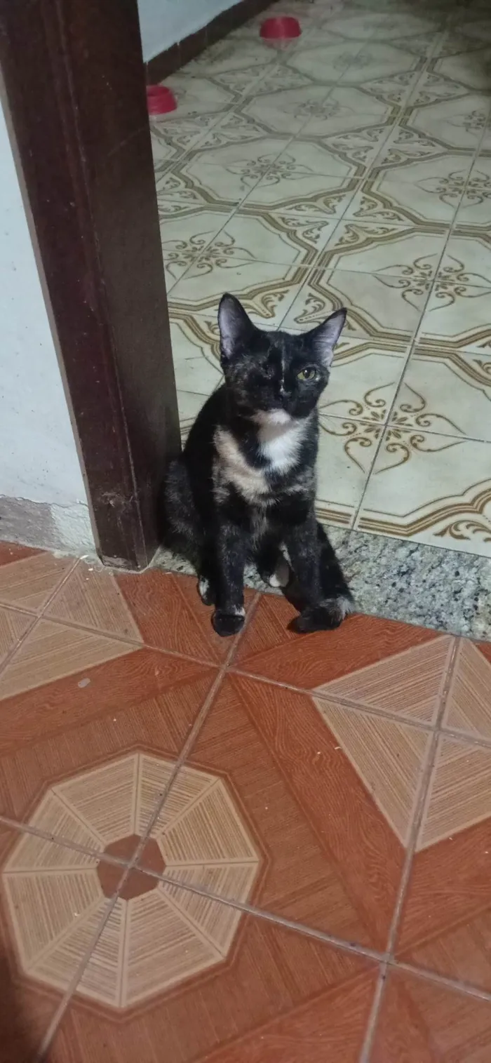 Gato ra a SRD-ViraLata idade 2 a 6 meses nome Pituca