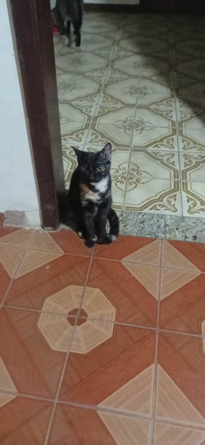 Gato ra a SRD-ViraLata idade 2 a 6 meses nome Pituca