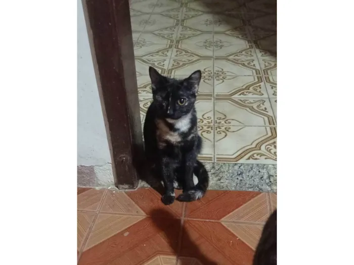 Gato ra a SRD-ViraLata idade 2 a 6 meses nome Pituca