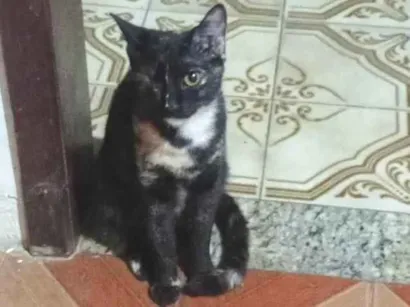 Gato raça SRD-ViraLata idade 2 a 6 meses nome Pituca