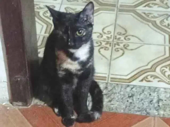 Gato ra a SRD-ViraLata idade 2 a 6 meses nome Pituca