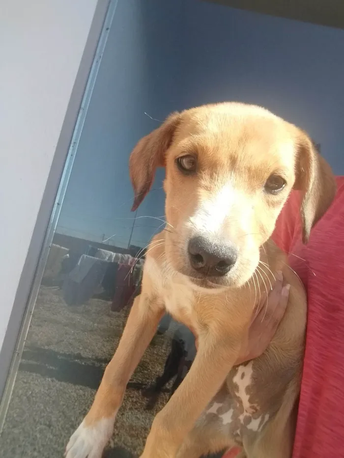 Cachorro ra a SRD-ViraLata idade 2 a 6 meses nome Jade 