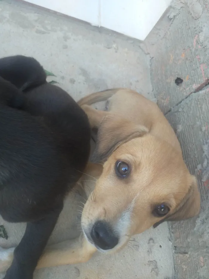 Cachorro ra a SRD-ViraLata idade 2 a 6 meses nome Jade 