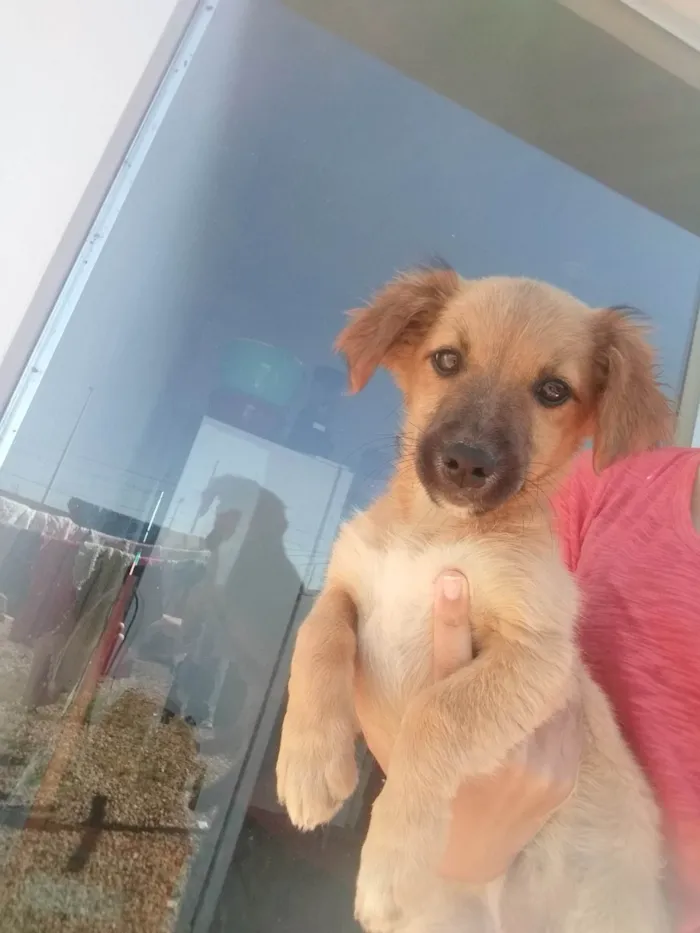 Cachorro ra a SRD-ViraLata idade 2 a 6 meses nome Lia