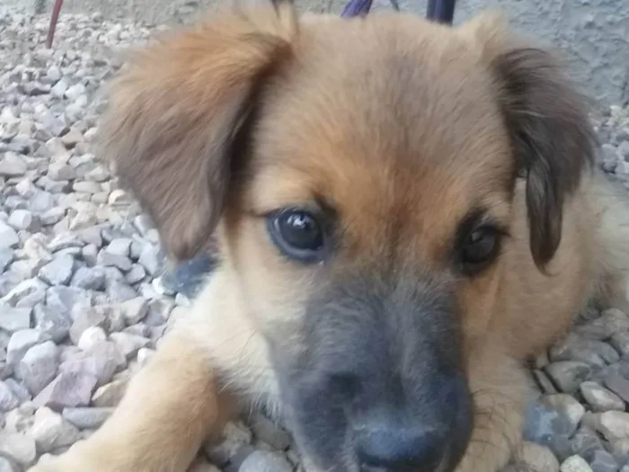 Cachorro ra a SRD-ViraLata idade 2 a 6 meses nome Lia