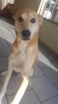 Magrelo