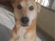 Magrelo