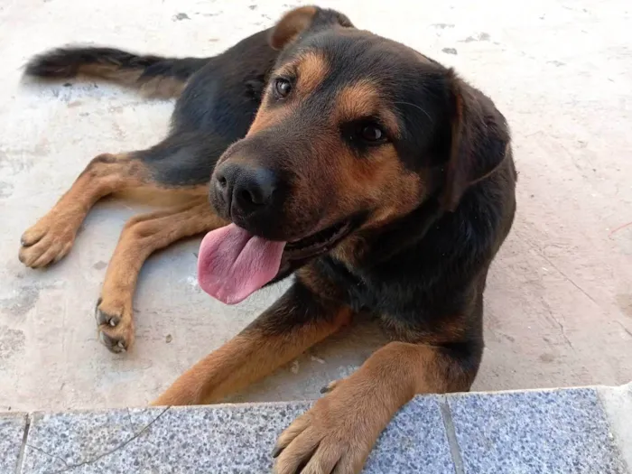 Cachorro ra a Rottweiler idade 7 a 11 meses nome Pandora 