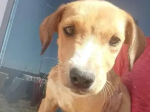 Cachorro raça SRD-ViraLata idade 2 a 6 meses nome Jade 