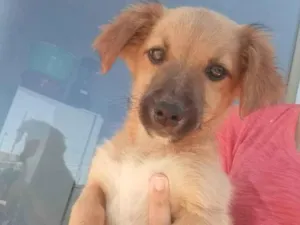 Cachorro raça SRD-ViraLata idade 2 a 6 meses nome Lia