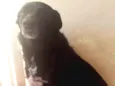Neguinha