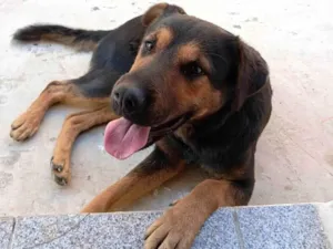 Cachorro raça Rottweiler idade 7 a 11 meses nome Pandora 