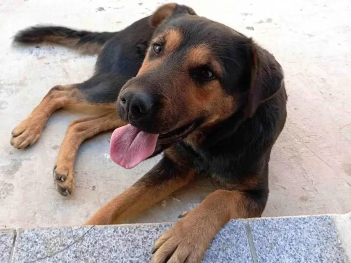 Cachorro ra a Rottweiler idade 7 a 11 meses nome Pandora 