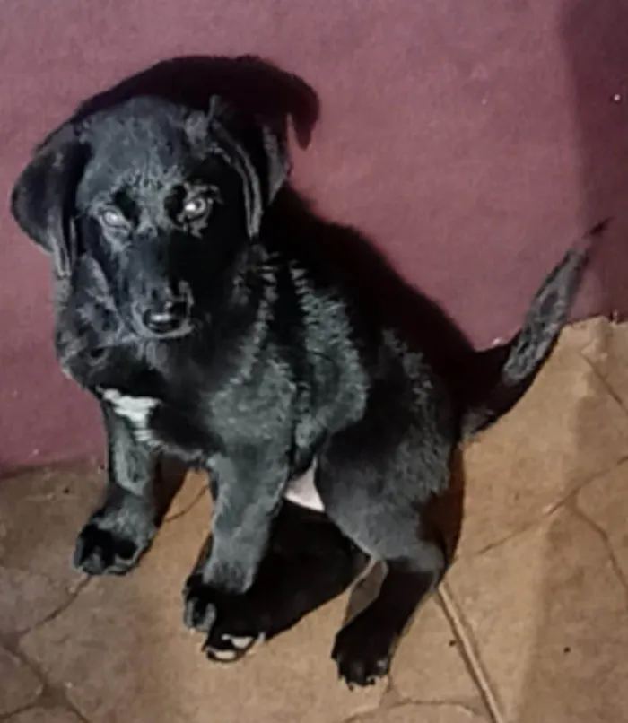 Cachorro ra a Labrador idade Abaixo de 2 meses nome Bianka