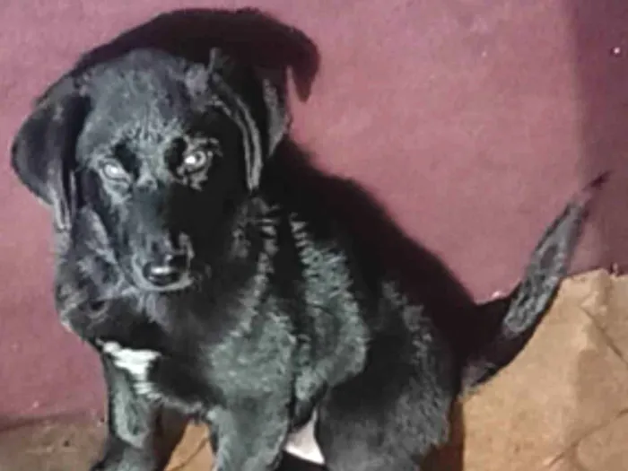 Cachorro ra a Labrador idade Abaixo de 2 meses nome Bianka