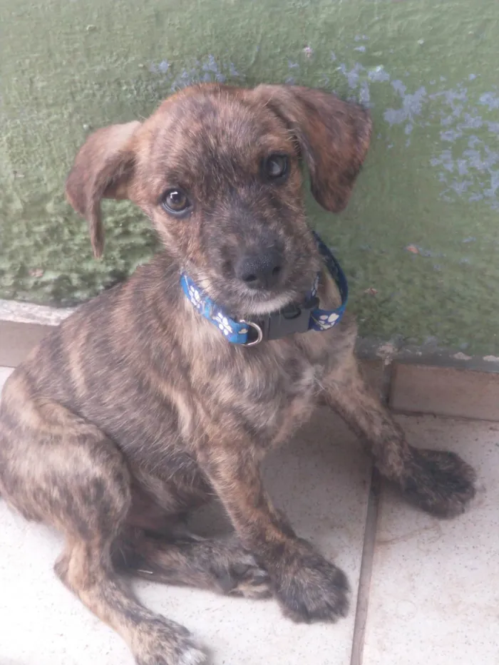 Cachorro ra a SRD-ViraLata idade 2 a 6 meses nome Não possui nome ainda 