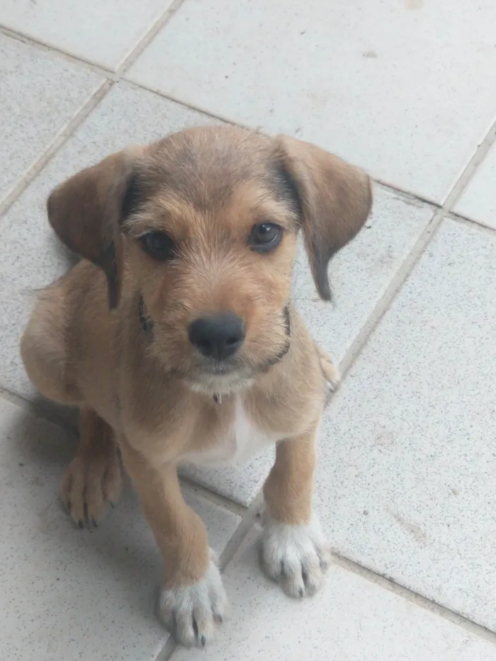 Cachorro ra a SRD-ViraLata idade 2 a 6 meses nome Não possui nome ainda 