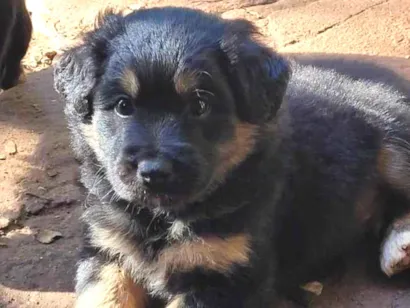 Cachorro raça SRD-ViraLata idade 2 a 6 meses nome Sem nome