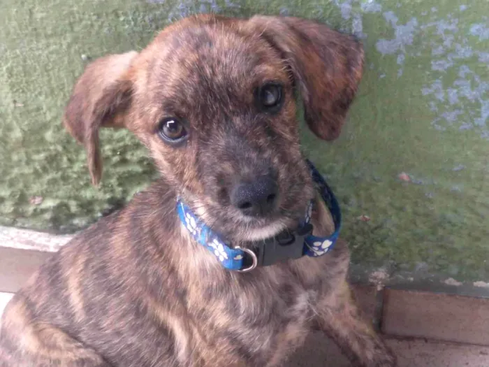 Cachorro ra a SRD-ViraLata idade 2 a 6 meses nome Não possui nome ainda 