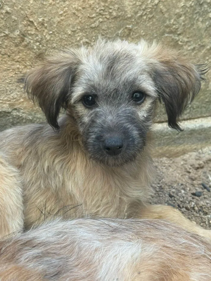 Cachorro ra a SRD-ViraLata idade 2 a 6 meses nome Docinho