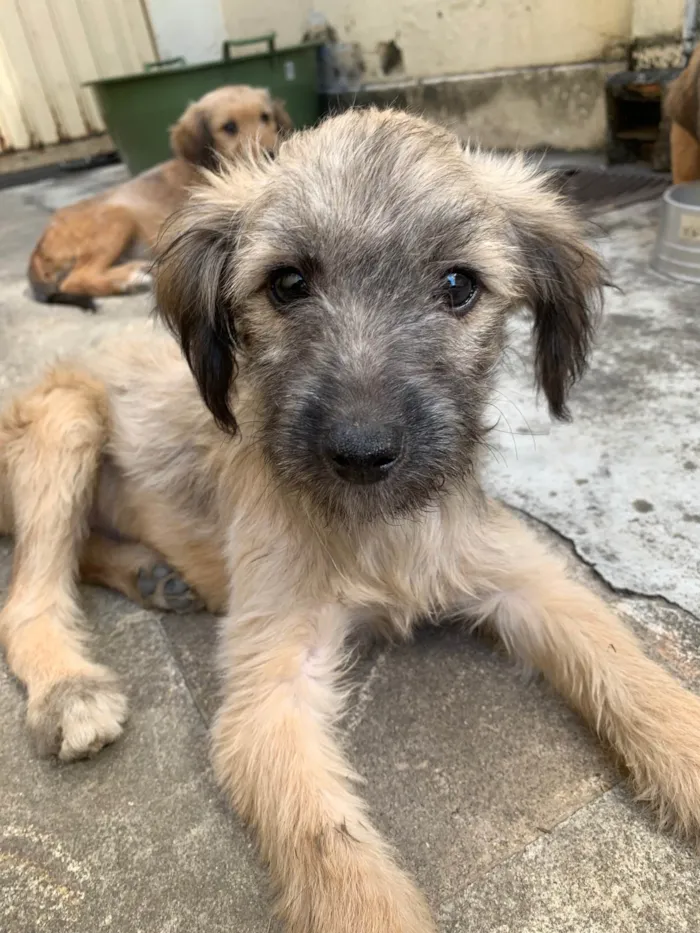 Cachorro ra a SRD-ViraLata idade 2 a 6 meses nome Docinho