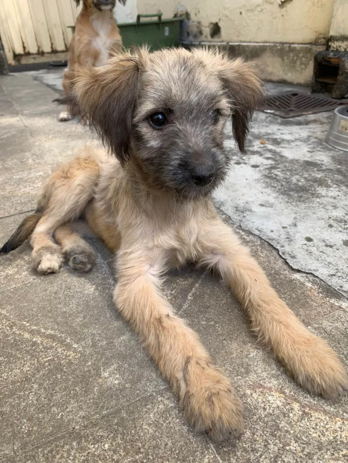 Cachorro ra a SRD-ViraLata idade 2 a 6 meses nome Docinho