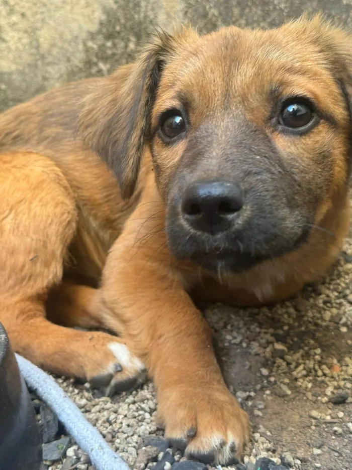 Cachorro ra a SRD-ViraLata idade 2 a 6 meses nome Caramela