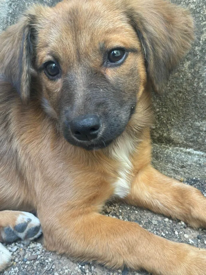 Cachorro ra a SRD-ViraLata idade 2 a 6 meses nome Caramela