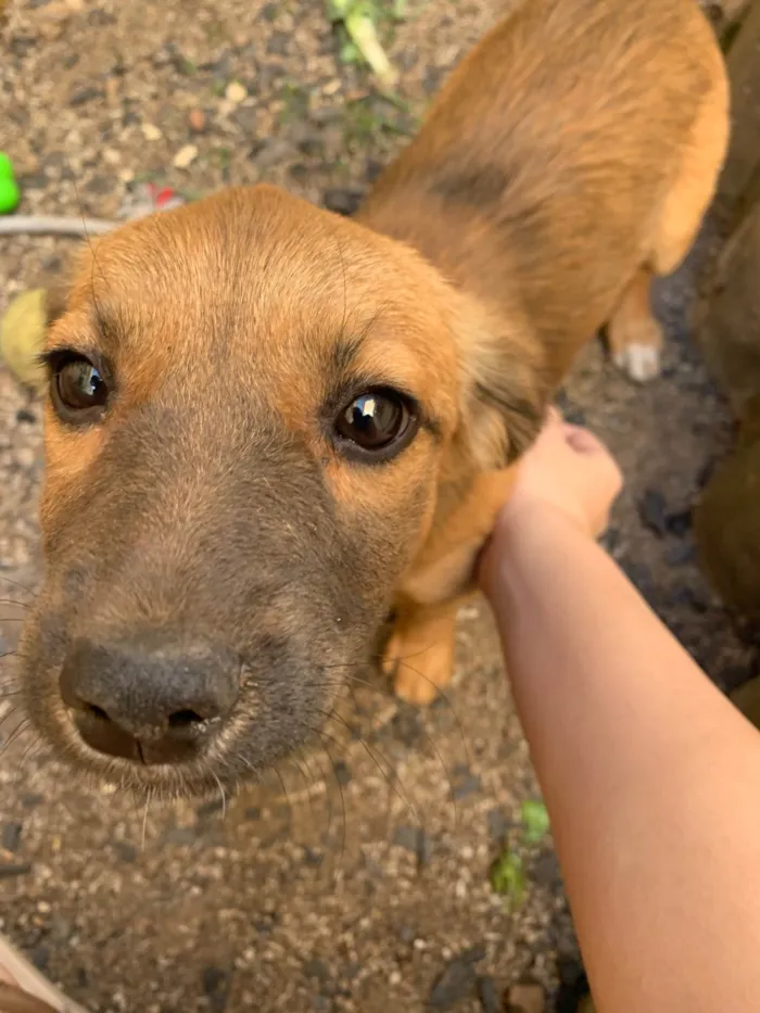 Cachorro ra a SRD-ViraLata idade 2 a 6 meses nome Caramela