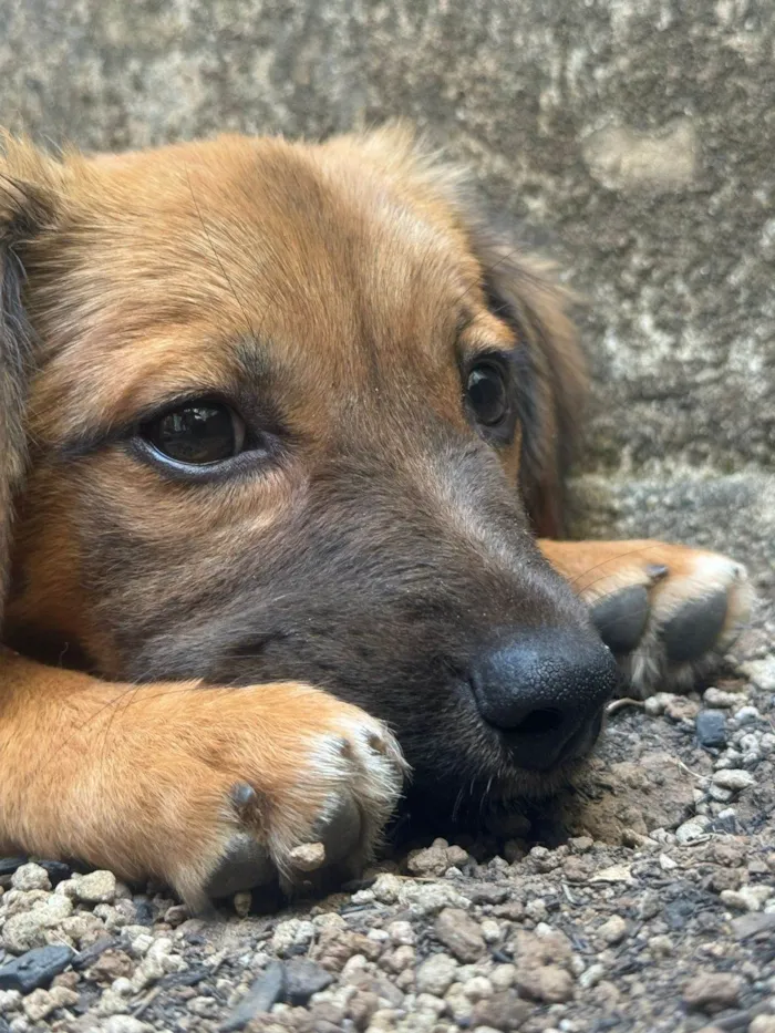 Cachorro ra a SRD-ViraLata idade 2 a 6 meses nome Caramela