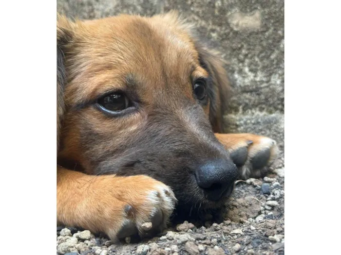 Cachorro ra a SRD-ViraLata idade 2 a 6 meses nome Caramela