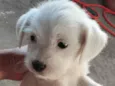 Cachorro